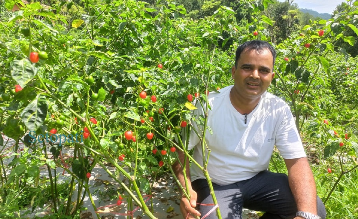 अकबरे खुर्सानी खेती गरिरहेका जनक आचार्य। तस्बिरः /सेतोपाटी